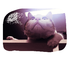 [LINEスタンプ] Cat can't talk