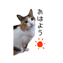 [LINEスタンプ] 三毛猫みーこ