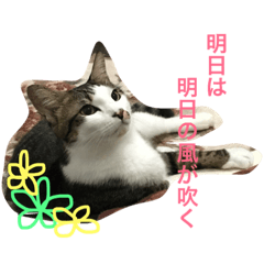 [LINEスタンプ] 猫達の1日