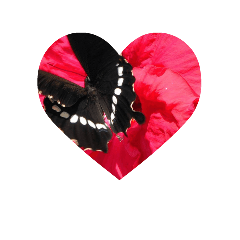 [LINEスタンプ] 花の写真集（ハート）