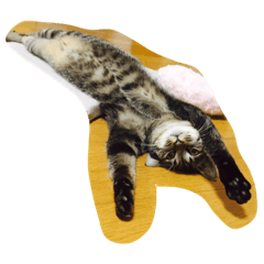 [LINEスタンプ] Funny four cats