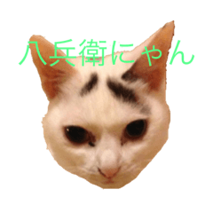 [LINEスタンプ] 八兵衛にゃんとその仲間① 