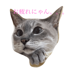 [LINEスタンプ] カブちゃんのスタンプ