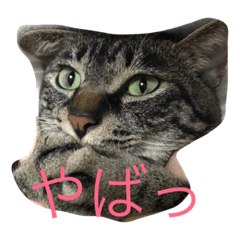 [LINEスタンプ] ねこからのつぶやき