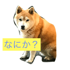 [LINEスタンプ] Tetu a everyday happy！
