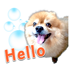 [LINEスタンプ] Toy Therapy Dog 1