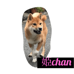 [LINEスタンプ] 柴犬family
