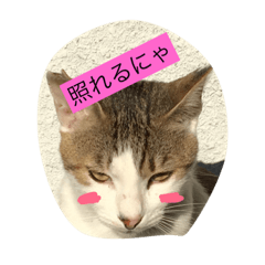 [LINEスタンプ] ネコにゃーん