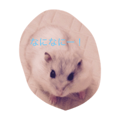 [LINEスタンプ] ハムスターのマロンくん