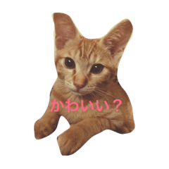 [LINEスタンプ] そうじ君の訴え