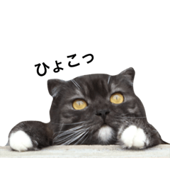 [LINEスタンプ] ジャック_
