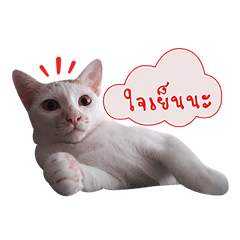 [LINEスタンプ] nongmeaw jingo