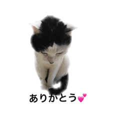 [LINEスタンプ] tamao.stamp