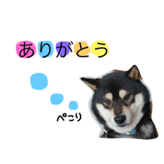 [LINEスタンプ] 黒柴さすけ