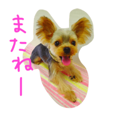 [LINEスタンプ] Maru 2
