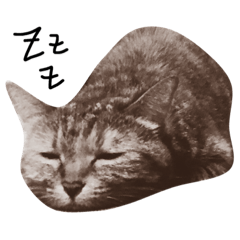 [LINEスタンプ] 猫のこげめ 