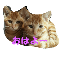 [LINEスタンプ] nyankomi