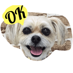 [LINEスタンプ] ドルちゃんのスタンプ1