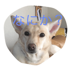 [LINEスタンプ] beki dog 