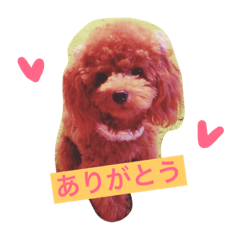 [LINEスタンプ] トイプードルシェリーの日常