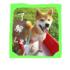 [LINEスタンプ] 毎日使える柴犬スタンプ