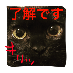 [LINEスタンプ] black cat "choco''