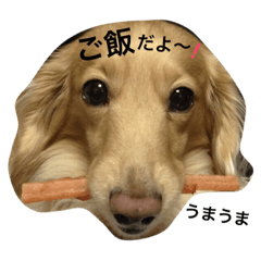 [LINEスタンプ] ダックスのエルくんちゃん