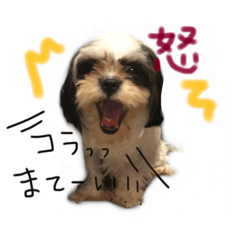 [LINEスタンプ] 犬仔のリクと凛ʕ•ᴥ•ʔ