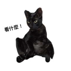 [LINEスタンプ] cute 3 cats