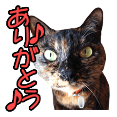 [LINEスタンプ] ねこのでんせつ2