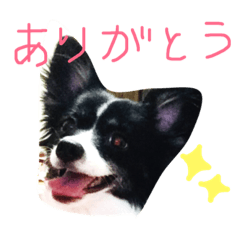 [LINEスタンプ] わんちゃんのひと言！！