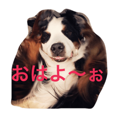 [LINEスタンプ] バーニーズの1日