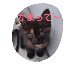 [LINEスタンプ] Oh！ Cats！