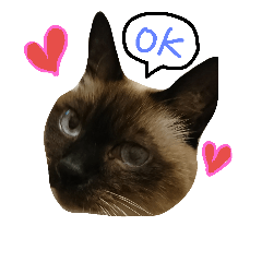 [LINEスタンプ] シャム猫