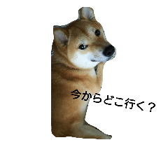 [LINEスタンプ] 柴犬ししまる
