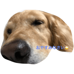 [LINEスタンプ] ゴル さくら