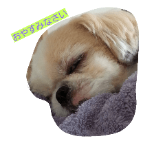 [LINEスタンプ] dog  shih-tzu J