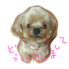 [LINEスタンプ] ぷぅたん