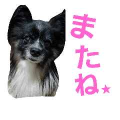 [LINEスタンプ] I love papillon2