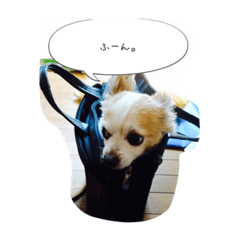 [LINEスタンプ] チワワのサムちゃん