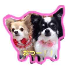 [LINEスタンプ] ロングチワワ〜ここあ＆みるく