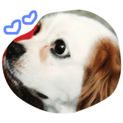 [LINEスタンプ] Mydog Rio