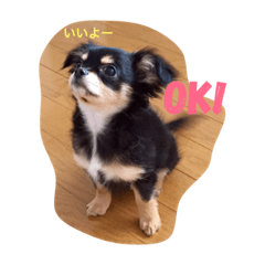 [LINEスタンプ] 我が家のチワワ♡モコちゃん①