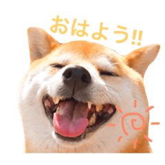 [LINEスタンプ] 柴犬プー 