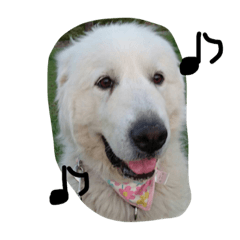 [LINEスタンプ] グレートピレニーズのバーディー 