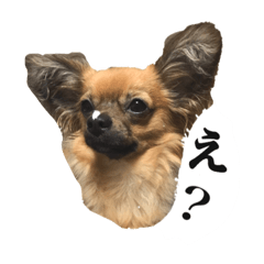 [LINEスタンプ] ノアの日常