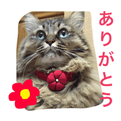 [LINEスタンプ] 小梅さーん