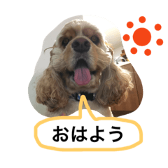 [LINEスタンプ] AmericanCocker atom