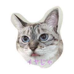 [LINEスタンプ] ちょっと使える 