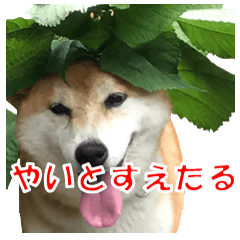 [LINEスタンプ] 柴犬の阿波弁2